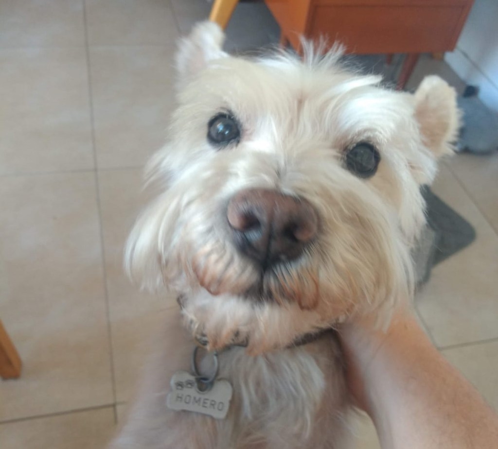 Hoy Homero entendió&nbsp;todo